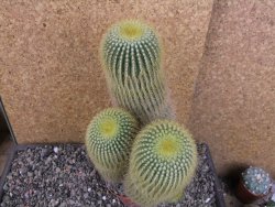 Eriocactus leninghausii V 20 cm - 12406153