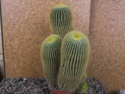 Eriocactus leninghausii V 20 cm - 12406154