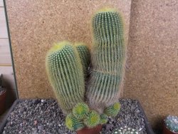 Eriocactus leninghausii V 20 cm - 12406155