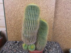 Eriocactus leninghausii V 20 cm - 12406156