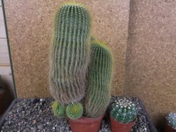 Eriocactus leninghausii V 20 cm - 12406157