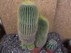 Eriocactus leninghausii V 20 cm - 12406158