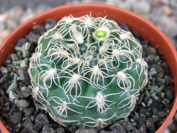 Gymnocalycium parvulum, pot 5,5 cm - 12406164