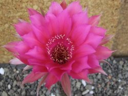 Echinopsis hybrid pot 5,5 cm - 12406171