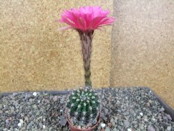 Echinopsis hybrid pot 5,5 cm - 12406172