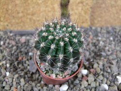 Echinopsis hybrid pot 5,5 cm - 12406173