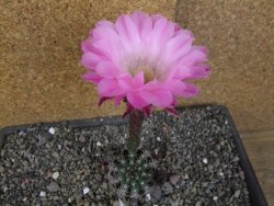 Echinopsis hybrid, pot 5,5 cm - 12406179