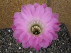Echinopsis hybrid, pot 5,5 cm - 12406180