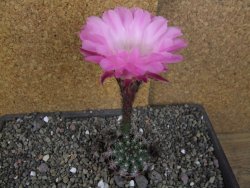 Echinopsis hybrid, pot 5,5 cm - 12406182