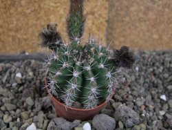 Echinopsis hybrid, pot 5,5 cm - 12406183