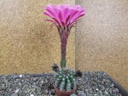 Echinopsis hybrid, pot 5,5 cm - 12406184