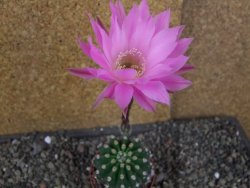 Echinopsis hybrid aff eyresii, pot 6,5 cm - 12406185