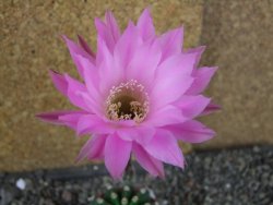 Echinopsis hybrid aff eyresii, pot 6,5 cm - 12406187