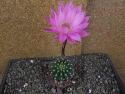 Echinopsis hybrid aff eyresii, pot 6,5 cm - 12406188