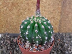 Echinopsis hybrid aff eyresii, pot 6,5 cm - 12406190