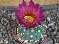 Astrophytum  asterias X red červený květ, akabana, pot 5,5 cm - 12406192