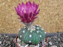Astrophytum  asterias X red červený květ, akabana, pot 5,5 cm - 12406193
