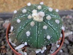 Astrophytum  asterias X red červený květ, akabana, pot 5,5 cm - 12406194
