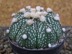 Astrophytum  asterias X red červený květ, akabana, pot 5,5 cm - 12406199