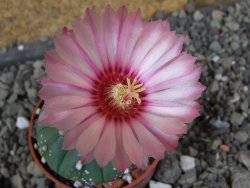 Astrophytum  asterias X red červený květ, akabana, pot 5,5 cm - 12406201