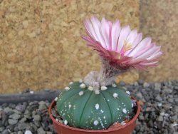 Astrophytum  asterias X red červený květ, akabana, pot 5,5 cm - 12406202