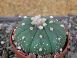 Astrophytum  asterias X red červený květ, akabana, pot 5,5 cm - 12406203