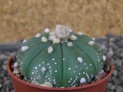 Astrophytum  asterias X red červený květ, akabana, pot 5,5 cm - 12406204