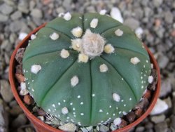 Astrophytum  asterias X red červený květ, akabana, pot 5,5 cm - 12406205