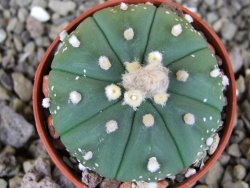 Astrophytum  asterias X red červený květ, akabana, pot 5,5 cm - 12406206