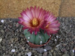 Astrophytum  asterias nudum X red červený květ, akabana, pot 5,5 cm - 12406207