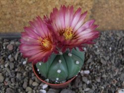 Astrophytum  asterias nudum X red červený květ, akabana, pot 5,5 cm - 12406209