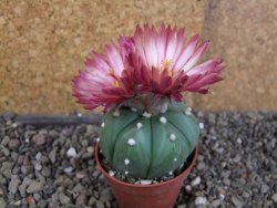Astrophytum  asterias nudum X red červený květ, akabana, pot 5,5 cm - 12406210