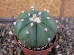Astrophytum  asterias nudum X red červený květ, akabana, pot 5,5 cm - 12406211