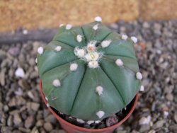 Astrophytum  asterias nudum X red červený květ, akabana, pot 5,5 cm - 12406212