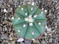 Astrophytum  asterias nudum X red červený květ, akabana, pot 5,5 cm - 12406213