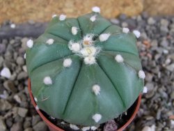 Astrophytum  asterias nudum X red červený květ, akabana, pot 5,5 cm - 12406214