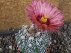 Astrophytum  hanazano X red červený květ, akabana, pot 5,5 cm - 12406216