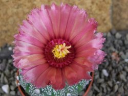 Astrophytum  hanazano X red červený květ, akabana, pot 5,5 cm - 12406217