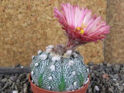 Astrophytum  hanazano X red červený květ, akabana, pot 5,5 cm - 12406218