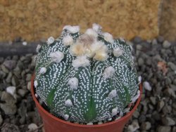 Astrophytum  hanazano X red červený květ, akabana, pot 5,5 cm - 12406219