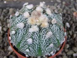 Astrophytum  hanazano X red červený květ, akabana, pot 5,5 cm - 12406220