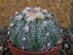 Astrophytum  hanazano X red červený květ, akabana, pot 5,5 cm - 12406221