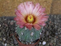 Astrophytum  capricorneX red červený květ, akabana, pot 5,5 cm - 12406222