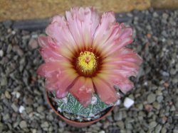 Astrophytum  capricorneX red červený květ, akabana, pot 5,5 cm - 12406223