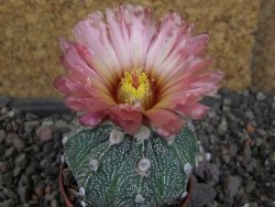 Astrophytum  capricorneX red červený květ, akabana, pot 5,5 cm - 12406225