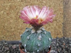 Astrophytum  capricorneX red červený květ, akabana, pot 5,5 cm - 12406226