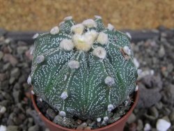 Astrophytum  capricorneX red červený květ, akabana, pot 5,5 cm - 12406227