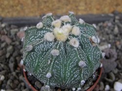 Astrophytum  capricorneX red červený květ, akabana, pot 5,5 cm - 12406228
