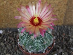 Astrophytum  capricorneX red červený květ, akabana, pot 5,5 cm - 12406229