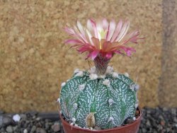 Astrophytum  capricorneX red červený květ, akabana, pot 5,5 cm - 12406231